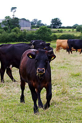 포토 JPG 해외이미지 동물 영어 응시 밭 사람없음 농장 갈색 가축 소고기 시골 소 농부 방목 노려봄 해외202004 해외포토 직업 문자 시선 컬러 농업 포유류 표정 육류 축산업 파일형식 이미지허브