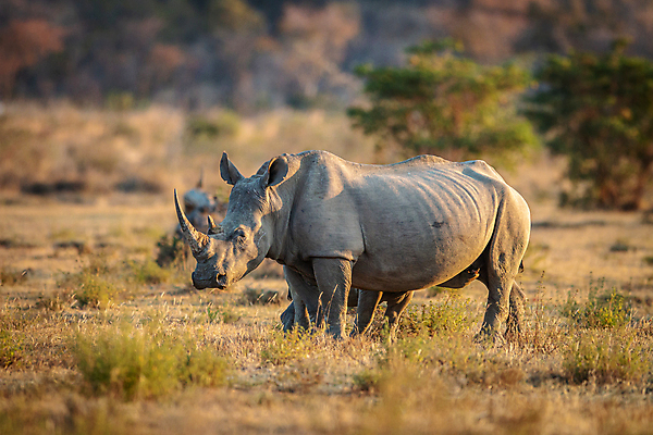 포토 JPG 해외이미지 동물 척추동물 공원 야생동물 여행 포유류 아프리카 자연 초식동물 뿔 종류 사람없음 야외 힘 게임 흰색 황무지 보호 위험 큼 사파리 멸종 코뿔소 남쪽 동물상 사바나 삶기 전국 해외202004 해외포토 공공시설 나라 컬러 컨셉 놀이 조형물 크기 방향 생태계 파일형식 이미지허브