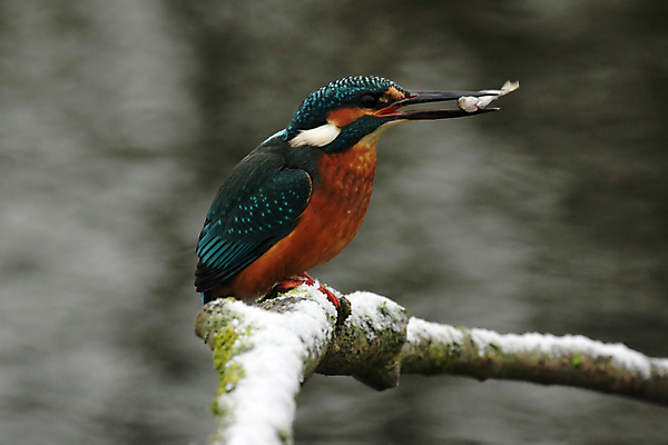 포토 JPG 해외이미지 동물 야생동물 겨울 오렌지 자연 조류 어류 앉기 사람없음 초록색 파란색 컬러풀 잡기 먹이 깃털 부리 계산서 물총새 터키석 해외202004 해외포토 계절 컬러 과일 모션 수중동물 보석 생태계 파일형식 이미지허브