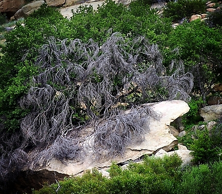 포토 JPG 해외이미지 공원 얼굴 여행 자연 하늘 산 풍경 사람없음 야외 초록색 파란색 산타클로스 하이킹 바위 황무지 언덕 암초 내추럴 해외202004 해외포토 공공시설 컬러 크리스마스 레저 신체부위 돌_바위 생태계 파일형식 이미지허브