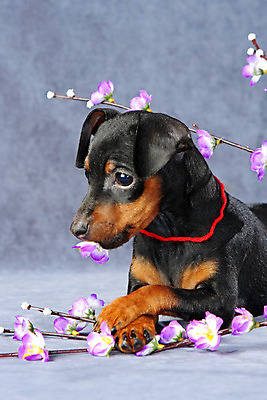 포토 JPG 해외이미지 동물 1 응시 여자 남자 꽃 장난 포유류 친절 실내 사람없음 파란색 반려동물 보라색 검은색 봄 활발 미니어처 벚꽃 관찰 개 강아지 작음 쇼 노려봄 송곳니 기르기 미니 유래 해외202004 해외포토 식물 시선 계절 컬러 컨셉 모션 표정 사람 내부 모형 치아 크기 돌봄 파일형식 이미지허브