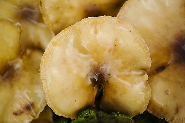 포토 JPG 해외이미지 나무 식물 계절 백그라운드 자연 사람없음 갈색 버섯 가을 해외202004 해외포토 컬러 생태계 파일형식 이미지허브