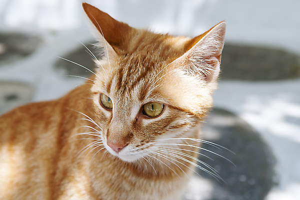 포토 JPG 해외이미지 동물 척추동물 1 응시 포유류 생물 거리 사람 사람없음 야외 반려동물 태양 노란색 머리 카메라 고양이 금지 묘사 슛 붓꽃 노려봄 해외202004 해외포토 자연요소 시선 꽃 컬러 표정 신체부위 전자제품 파일형식 이미지허브