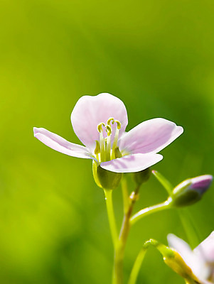 포토 JPG 해외이미지 식물 꽃잎 꽃 분홍색 꽃무늬 자연 사람없음 야외 초록색 벚꽃 해외202004 해외포토 컬러 무늬 생태계 파일형식 이미지허브