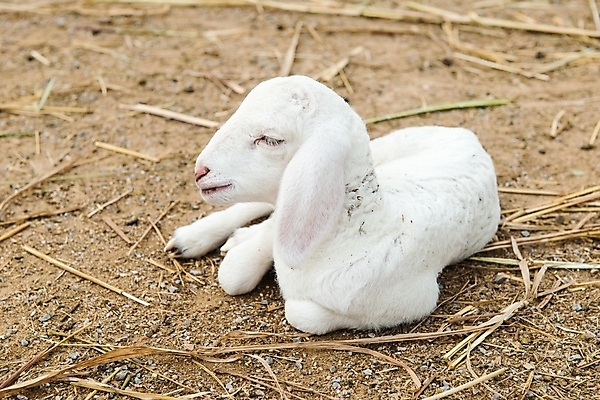 포토 JPG 해외이미지 동물 응시 얼굴 밭 농업 포유류 자연 서기 사람없음 야외 초록색 농장 가축 흰색 양 그룹 군중 귀 양고기 램 해외202004 해외포토 시선 산업 컬러 모션 육류 사람 신체부위 생태계 파일형식 이미지허브