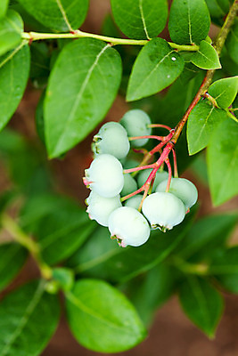 포토 JPG 해외이미지 식물 열매 음식 과일 자연 디저트 건강 사람없음 초록색 농작물 그룹 달콤 먹기 질감 블루베리 숙성 채식주의자 해외202004 해외포토 컬러 농업 모션 맛 생태계 채식 파일형식 이미지허브