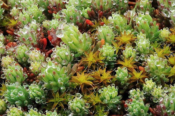 포토 JPG 해외이미지 나무 식물 벽 백그라운드 오렌지 바닥 이끼 잔디 사람없음 야외 목재 장식 초록색 갈색 노란색 흙 회색 거친 숲 질감 옛날 해외202004 해외포토 컬러 과일 재료 파일형식 이미지허브