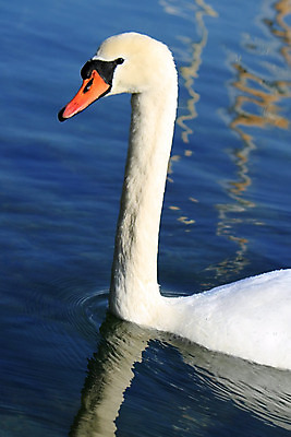 포토 JPG 해외이미지 동물 호수 야생동물 백그라운드 오렌지 자연 조류 엄마 사람없음 야외 물 파란색 빛 강 반사 평화 일출 검은색 침묵 일몰 봄 거울 젖음 흰색 물방울 황무지 우아함 심볼 순수 깃털 백조 단아함 동물상 해외202004 해외포토 자연요소 계절 컬러 컨셉 과일 가족 조형물 노을 소리 생태계 파일형식 이미지허브