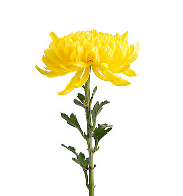 포토 JPG 해외이미지 식물 꽃잎 꽃 분홍색 꽃다발 백그라운드 잎 꽃무늬 패턴 자연 국화 사람없음 장식 빨간색 초록색 보라색 흰색 데이지 고립 해외202004 해외포토 컬러 무늬 생태계 파일형식 이미지허브