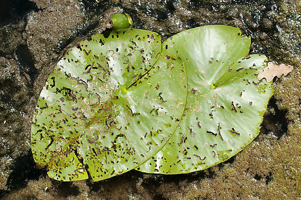 포토 JPG 해외이미지 잎 자연 사람없음 초록색 물 연못 신선 옛날 해외202004 해외포토 자연요소 식물 컬러 생태계 파일형식 이미지허브
