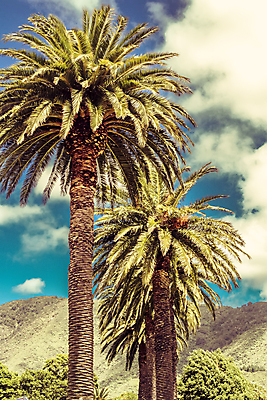 포토 JPG 해외이미지 나무 식물 공원 꽃 여행 잎 하늘 휴가 손바닥 풍경 잔디 사람없음 초록색 여름 평화 우주 정원 맑음 침묵 티켓 숲 큼 언덕 장면 코코넛 손질 땅바닥 서쪽 파라다이스 해외202004 해외포토 손 계절 공공시설 컬러 컨셉 과일 날씨 바닥 소리 크기 방향 파일형식 이미지허브