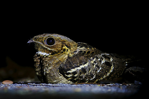 포토 JPG 해외이미지 동물 여자 남자 아시아 얼굴 야생동물 백그라운드 날개 자연 조류 사람없음 야외 목재 가로 컬러풀 머리 환경 나뭇가지 막대기 닫기 야간 숲 큼 깃털 꼬리 부리 서식지 생태학 이국적 해외202004 해외포토 자연요소 나무 교육 나라 컬러 재료 모션 사람 신체부위 크기 생태계 파일형식 이미지허브