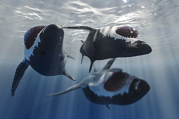 포토 JPG 해외이미지 동물 야생동물 바다 일러스트 자연 생물 종류 어류 사람없음 물 파란색 3D 수중 수영 흰색 입 치아 위험 큼 공격 다이빙 만들기 육식동물 지느러미 상어 고립 소금물 해외202004 해외포토 자연요소 컬러 컨셉 모션 신체부위 수중동물 수상스포츠 소화기관 크기 디지털합성 생태계 수중스포츠 파일형식 이미지허브