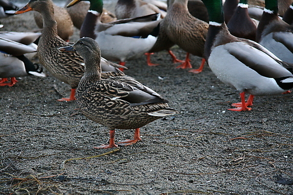 포토 JPG 해외이미지 공원 호수 캐나다 사슴 영국 사람없음 콜롬비아 벤쿠버 서쪽 해외202004 해외포토 공공시설 유럽 북아메리카 포유류 남아메리카 방향 파일형식 이미지허브