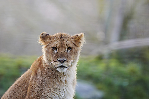 포토 JPG 해외이미지 응시 야생동물 포유류 아프리카 앉기 사람없음 사자 사파리 육식동물 해외202004 해외포토 동물 시선 나라 모션 파일형식 이미지허브