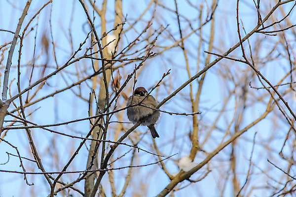 포토 JPG 해외이미지 나무 동물 계절 공원 야생동물 백그라운드 겨울 날개 자연 조류 사람없음 야외 목재 컬러풀 햇빛 태양 갈색 환경 정원 맑음 냉동 검은색 추위 흰색 나뭇가지 숲 작음 깃털 서리 부리 참새 내추럴 동물상 해외202004 해외포토 자연요소 식물 공공시설 컬러 재료 날씨 조형물 크기 생태계 파일형식 이미지허브