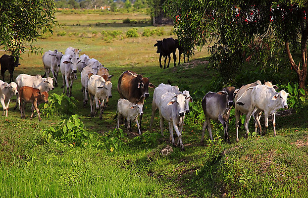 포토 JPG 해외이미지 나무 동물 밭 농업 자연 잉글랜드 파노라마 풍경 사람없음 야외 가로 울타리 반려동물 계곡 농촌 소 군중 방목 언덕 캄보디아 해외202004 해외포토 식물 산업 아시아 포유류 영국 촬영기법 사람 담장 시골 축산업 생태계 파일형식 이미지허브