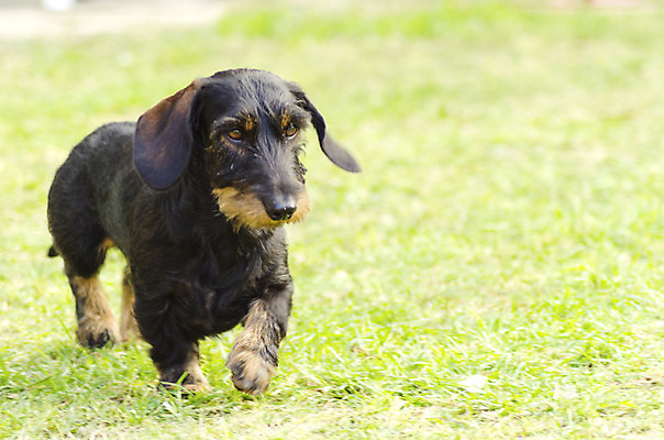포토 JPG 해외이미지 공원 건강 사람없음 야외 반려동물 갈색 머리카락 걷기 초콜릿 검은색 미니어처 코트 소시지 개 선탠 작음 닥스훈트 사냥개 철사 핫도그 난쟁이 미니 유래 직진 해외202004 해외포토 동물 공공시설 음식 컬러 포유류 모션 디저트 패스트푸드 머리 모형 외투 가공식품 크기 파일형식 이미지허브
