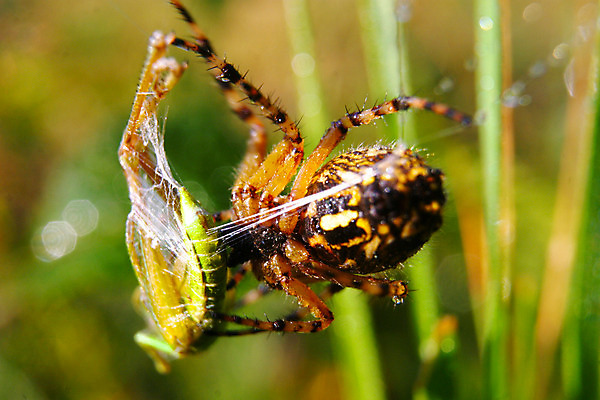 포토 JPG 해외이미지 동물 야생동물 곤충 백그라운드 패턴 자연 하늘 사람없음 야외 일출 검은색 웹 어둠 총 흰색 그물 목표 숲 위험 큼 무서움 사냥 육식동물 거미 장면 조준 사냥꾼 올가미 내추럴 고립 오싹 해외202004 해외포토 직업 감정 무기 컬러 컨셉 무늬 인터넷 노을 크기 생태계 파일형식 이미지허브