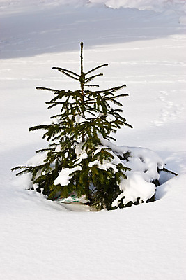 포토 JPG 해외이미지 나무 공원 크리스마스 겨울 자연 새해 사람없음 야외 초록색 추위 나뭇가지 전나무 해외202004 해외포토 식물 계절 공공시설 기념일 컬러 생태계 파일형식 이미지허브