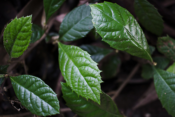 포토 JPG 해외이미지 단풍 잎 자연 사람없음 성장 나뭇가지 신선 과수원 청소 해외202004 해외포토 나무 식물 농업 생태계 파일형식 이미지허브