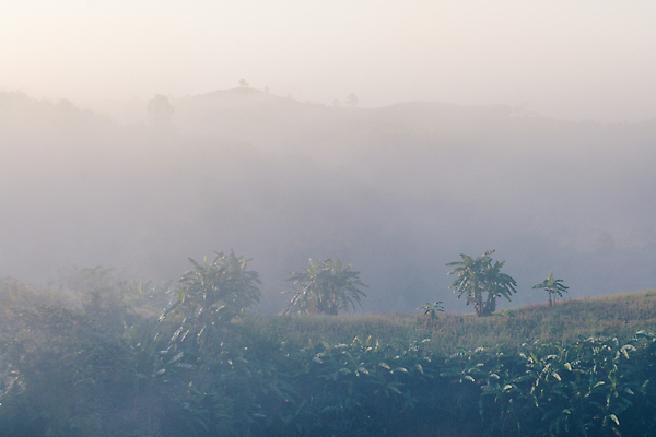 포토 JPG 해외이미지 나무 구름 공원 여행 백그라운드 잎 자연 하늘 아침 산 풍경 사람없음 야외 초록색 일출 환경 일몰 새벽 안개 숲 공상 내추럴 뿌연 전국 절정 해외202004 해외포토 주간 자연요소 식물 공공시설 컬러 날씨 노을 생태계 파일형식 이미지허브