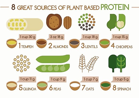 EPS 해외이미지 음식 채소 일러스트 자연 딸기 오이 사람없음 세트 여러개 인포그래픽 샐러드 신선 상품 상추 완두콩 아몬드 석류 시금치 단백질 병아리콩 총각무 퀴노아 귀리 해외202004 해외일러스트 다수 과일 콩 곡류 견과류 무 생태계 영양소 파일형식 벡터 이미지허브