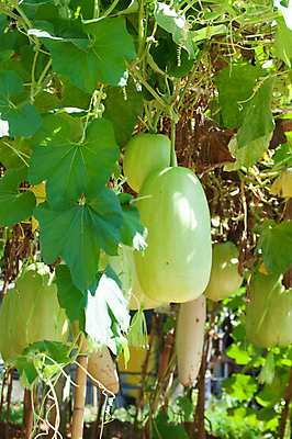 포토 JPG 해외이미지 농업 채소 자연 건강 요리 동양인 사람없음 초록색 큼 허브 유기농 박 거인 내추럴 해외202004 해외포토 식물 웰빙 산업 컬러 인종 크기 생태계 파일형식 이미지허브