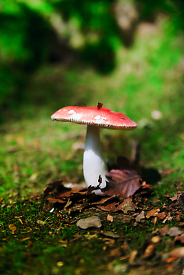 포토 JPG 해외이미지 나무 식물 계절 음식 백그라운드 잎 채소 재료 자연 생물 요정 건강 이끼 사람없음 야외 빨간색 초록색 빛 갈색 어둠 버섯 성장 가을 시골 점 숲 작음 땅 먹기 오브젝트 마법 내추럴 곰팡이 식민지 식용 썩음 캡모자 많음 세련 해외202004 해외포토 모자_잡화 컬러 컨셉 모션 크기 생태계 파일형식 이미지허브