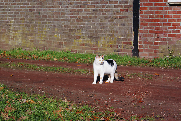 포토 JPG 해외이미지 벽 포유류 벽돌 사람없음 야외 반려동물 태양 농장 맑음 고양이 달콤 해외202004 해외포토 자연요소 동물 농업 날씨 맛 파일형식 이미지허브