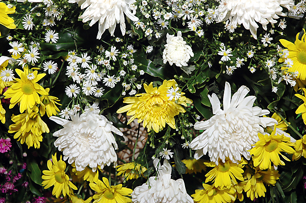 포토 JPG 해외이미지 식물 전통 드레스 공원 여자 꽃잎 꽃 행복 꽃다발 장갑 결혼 백그라운드 잎 꽃무늬 농업 벽지 결혼식 아이디어 선물 사람없음 장식 여름 장미 노란색 정원 맑음 검은색 봄 성장 흰색 축하 신선 반지 잡기 꽃집 묘사 복숭아 해외202004 해외포토 잡화 옷 계절 공공시설 감정 산업 컬러 컨셉 무늬 과일 장신구 모션 날씨 사람 이벤트 상점 파일형식 이미지허브