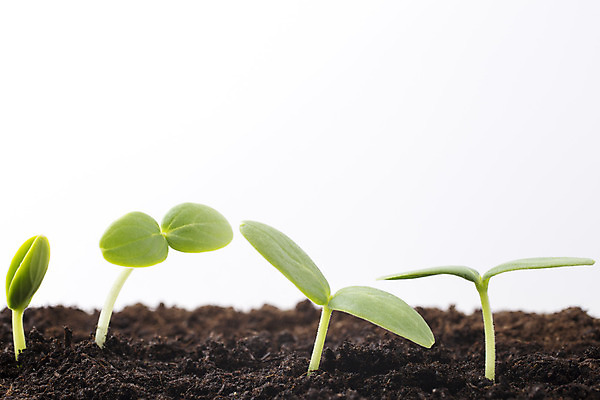 포토 JPG 해외이미지 식물 백그라운드 잎 자연 새로움 씨앗 사람없음 초록색 봄 성장 흰색 작음 오브젝트 뿌리 먼지 개발 고립 모종 해외202004 해외포토 계절 컬러 컨셉 크기 생태계 파일형식 이미지허브