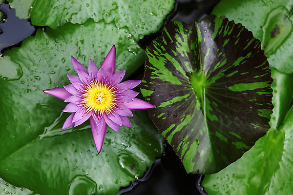 포토 JPG 해외이미지 식물 계절 공원 꽃잎 꽃 호수 분홍색 백그라운드 잎 꽃무늬 자연 날씨 사람없음 야외 초록색 물 빛 강 정원 봄 젖음 성장 벚꽃 물방울 연못 개화 당구 원예 내추럴 해외202004 해외포토 자연요소 공공시설 컬러 무늬 취미 구기 생태계 파일형식 이미지허브