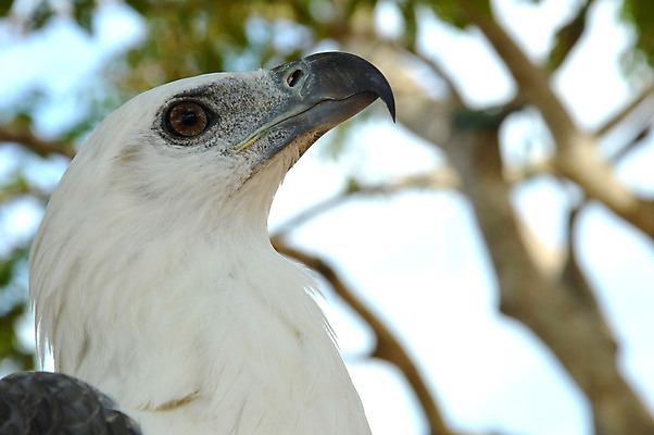 포토 JPG 해외이미지 주간 동물 척추동물 응시 야생동물 바다 날개 자연 조류 생물 종류 서기 사람없음 야외 옆모습 갈색 머리 검은색 자유 흰색 먹이 심볼 깃털 싱글 부리 독수리 슛 대머리 멸종 노려봄 포식 해외202004 해외포토 자연요소 헤어스타일 시선 뷰포인트 컬러 컨셉 모션 표정 신체부위 생태계 파일형식 이미지허브