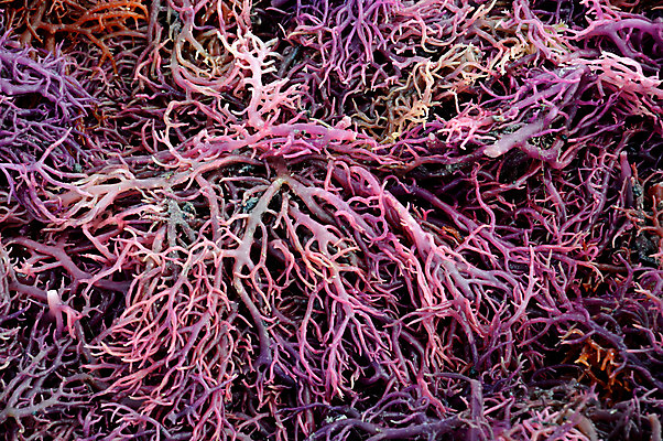 포토 JPG 해외이미지 식물 전통 접시 아시아 문화 음식 바다 잎 다이어트 채소 자연 생물 건조 건강 요리 동양인 사람없음 초록색 물 식당 수중 식사 저녁식사 샐러드 흰색 신선 해조류 상품 먹기 해산물 날것 덮기 깨 태평양 동쪽 내추럴 고립 다시마 해외202004 해외포토 자연요소 식기 나라 컬러 식재료 모션 인종 상점 조미료 해양식물 방향 생태계 파일형식 이미지허브