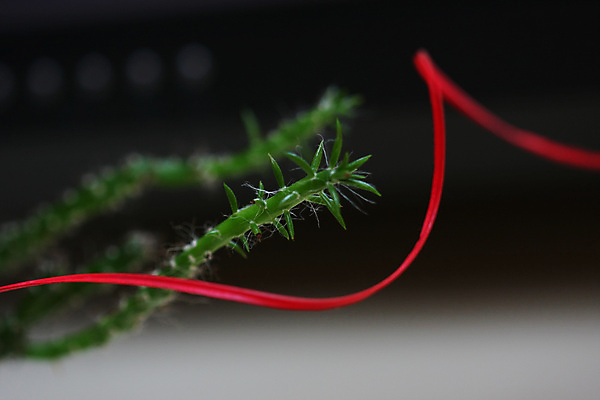 포토 JPG 해외이미지 식물 꽃 백그라운드 농업 자연 추상 선인장 사람없음 장식 빨간색 초록색 컬러풀 정원 검은색 닫기 해외202004 해외포토 산업 컬러 무늬 모션 생태계 파일형식 이미지허브