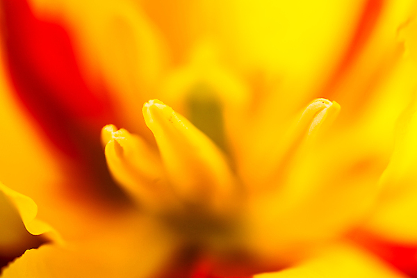 포토 JPG 해외이미지 식물 1 꽃잎 꽃 백그라운드 밭 자연 잔디 사람없음 야외 빨간색 노란색 머리 정원 봄 튤립 벚꽃 시골 개화 정상 허브 싱글 원예 화단 꽃가루 내추럴 꽃수술 영원 해외202004 해외포토 계절 컬러 농업 취미 신체부위 가루 생태계 파일형식 이미지허브