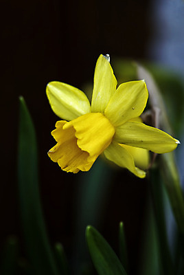 포토 JPG 해외이미지 식물 꽃 유럽 자연 노르웨이 사람없음 야외 봄 수선화 스칸디나비아 해외202004 해외포토 계절 나라 생태계 파일형식 이미지허브