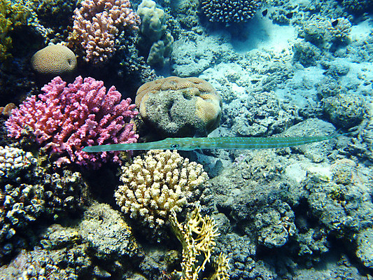 포토 JPG 해외이미지 동물 야생동물 바다 아프리카 자연 휴가 휴식 바닥 이집트 어류 사람없음 물 수중 수영 스노클링 산호 다이빙 암초 발견 깊이 동물상 이국적 해외202004 해외포토 자연요소 나라 컨셉 조형물 수중동물 수상스포츠 자포동물 생태계 수중스포츠 파일형식 이미지허브