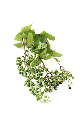 포토 JPG 해외이미지 식물 꽃 줄기 자연 한국 사람없음 초록색 여름 약 일본 중국 벚꽃 열 약초 제비꽃 암 자연요법 해외202004 해외포토 계절 아시아 컬러 의학 풀_식물 질병 생태계 파일형식 이미지허브