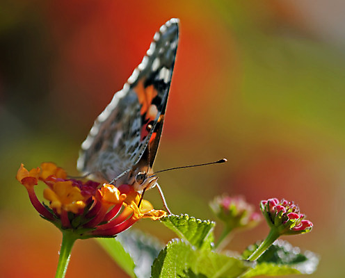 포토 JPG 해외이미지 꽃 나비 사람없음 빨간색 초록색 태양 노란색 빨다 꿀 해외202004 해외포토 자연요소 식물 컬러 곤충 모션 파일형식 이미지허브