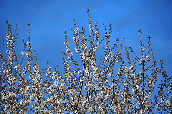 포토 JPG 해외이미지 나무 식물 계절 꽃잎 꽃 분홍색 백그라운드 잎 꽃무늬 패턴 과일 자연 하늘 사람없음 야외 장식 초록색 정원 봄 성장 벚꽃 흰색 나뭇가지 신선 개화 닫기 사과 과수원 묘사 원예 내추럴 고립 해외202004 해외포토 컬러 무늬 농업 모션 취미 생태계 파일형식 이미지허브