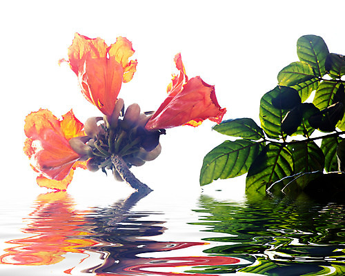 포토 JPG 해외이미지 나무 식물 꽃 백그라운드 오렌지 하늘 사람없음 장식 빨간색 여름 파란색 중국 튤립 나뭇가지 개화 내추럴 해외202004 해외포토 계절 아시아 컬러 과일 파일형식 이미지허브