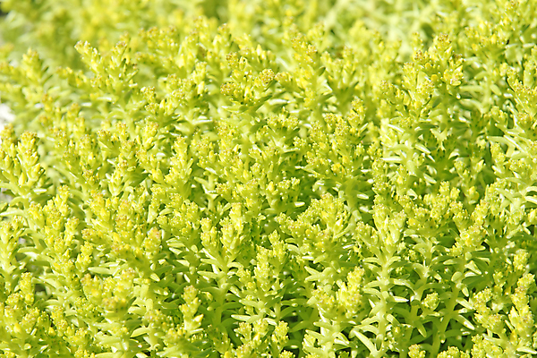 포토 JPG 해외이미지 식물 꽃 백그라운드 자연 사람없음 초록색 컬러풀 노란색 정원 매트 작음 질감 강렬 해외202004 해외포토 컬러 크기 생태계 파일형식 이미지허브