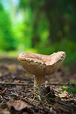 포토 JPG 해외이미지 식물 자연 사람없음 초록색 여름 환경 버섯 가을 숲 곰팡이 생태학 식용 해외202004 해외포토 계절 교육 컬러 생태계 파일형식 이미지허브