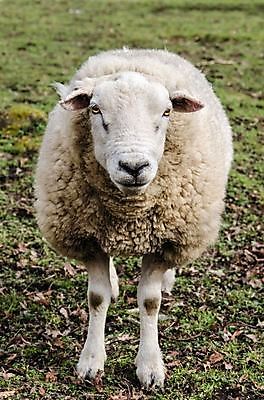 포토 JPG 해외이미지 동물 응시 밭 농업 포유류 자연 털 육류 사람없음 야외 초록색 농장 가축 흰색 시골 양 주식 귀 양고기 양모 고립 밭일 양털 해외202004 해외포토 시선 산업 컬러 식재료 신체부위 금융 직물 생태계 파일형식 이미지허브