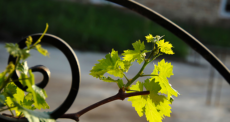 포토 JPG 해외이미지 식물 잎 농업 자연 포도 풍경 사람없음 야외 초록색 여름 햇빛 새싹 와인 성장 나뭇가지 원예 포도밭 포도나무 양조장 해외202004 해외포토 나무 계절 산업 컬러 밭 과일 주류 취미 태양 과일나무 생태계 파일형식 이미지허브