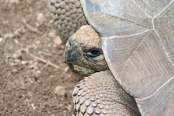 포토 JPG 해외이미지 야생동물 섬 여행 사람없음 여행객 미국 거북이 장면 에콰도르 갈라파고스 거인 남쪽 스페인어 해외202004 해외포토 동물 북아메리카 파충류 사람 남아메리카 방향 파일형식 이미지허브
