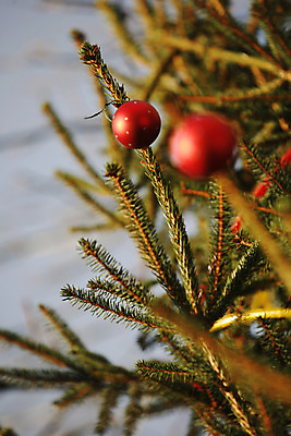 포토 JPG 해외이미지 나무 전통 계절 크리스마스 겨울 공 놀이 휴가 선물 사람없음 빨간색 산타클로스 축하 12월 해외202004 해외포토 식물 기념일 컬러 컨셉 날짜 파일형식 이미지허브