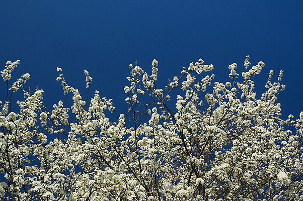 포토 JPG 해외이미지 나무 계절 꽃 하늘 사람없음 파란색 맑음 봄 벚꽃 흰색 나뭇가지 해외202004 해외포토 식물 컬러 날씨 파일형식 이미지허브